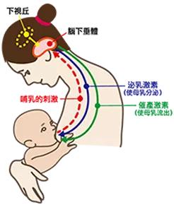 最新足部反射区示意图,最新足部反射区示意图，揭示足部按摩的秘密